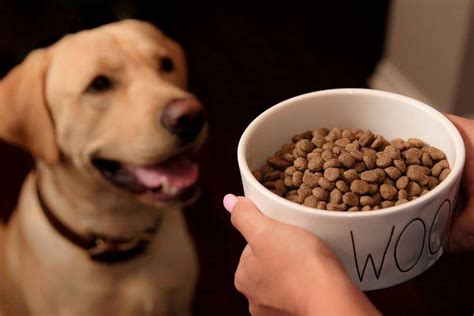 Wet vs. Dry Dog Food What’s the Better Choice for Your Pet? • Doggytastic!