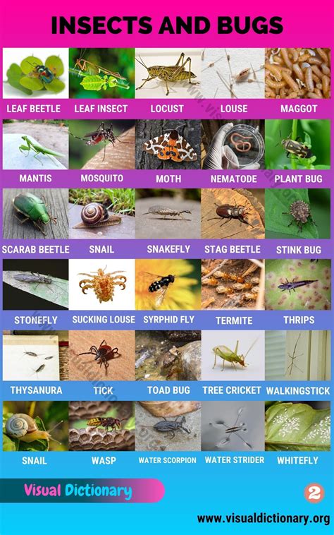 Insects: Best List of 61 Common Names of Insects in the World - Visual Dictionary | Visual ...