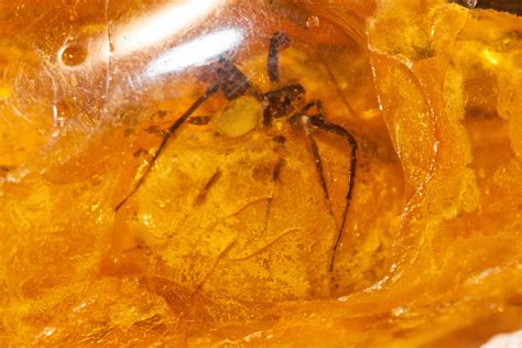 Amber with spider. Natural baltic amber. Loose amber. Big amber piece ...