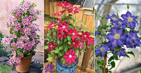 40 Types of Clematis To Grow | Best Clematis Varieties