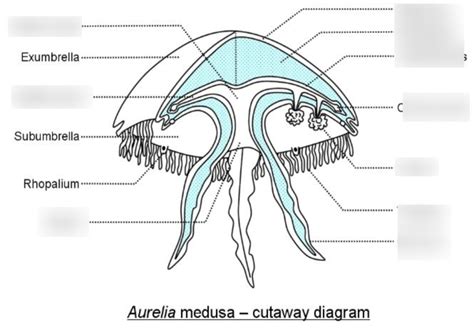 Jellyfish Anatomy Diagram | Quizlet