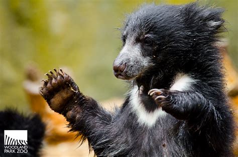 Woodland Park Zoo Blog: Checking in with the sloth bear cubs