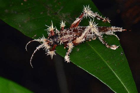 Cordyceps: The Most Terrifying Fungus You've Ever Seen | Insectos, Animales, Bichos