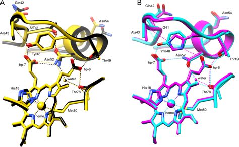 Student project: cytochrome c variants | Fellner Research Group