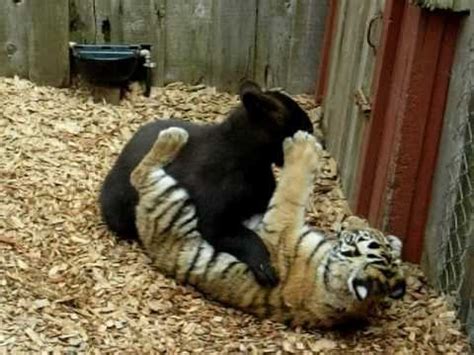 Tiger VS Grizzly Bear AMAZING FIGHT TO DEATH - YouTube