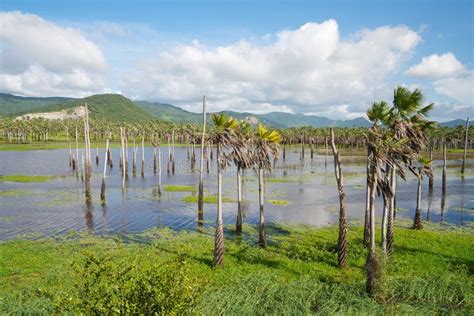 Banana plantation stock image. Image of outdoor, field - 17415483