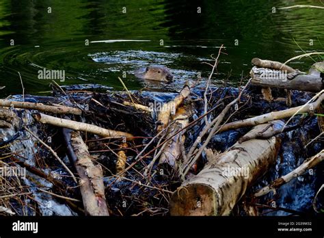 A wild beaver "Castor canadensis", checking out his beaver dam after a ...