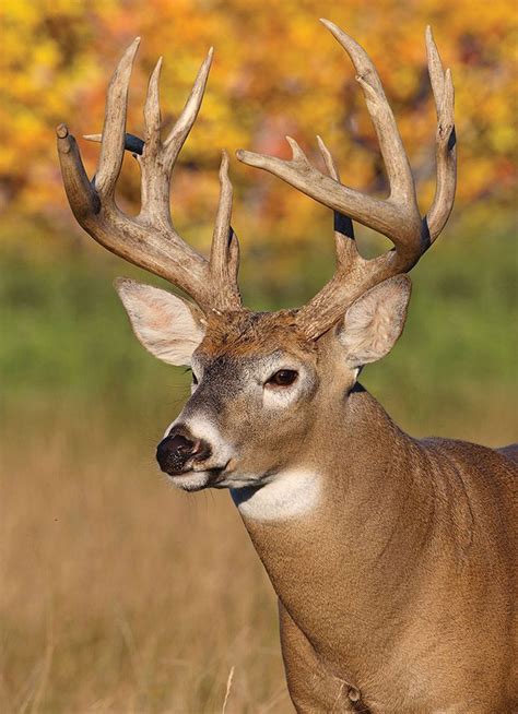 Whitetail Deer Pictures, Whitetail Deer Hunting, Deer Hunting Tips, Deer Photos, Whitetail Bucks ...