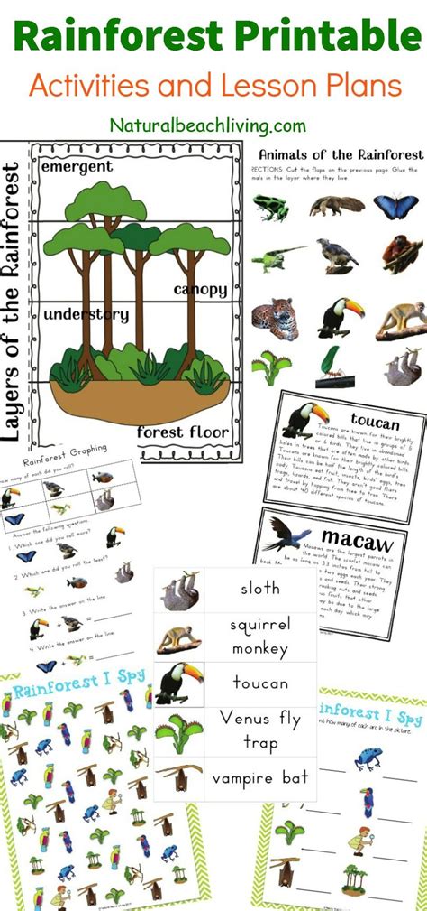 The Best Rainforest Printable Activities for Kids | Rainforest theme, Animal habitats and Unit ...