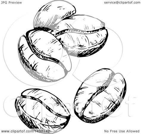 Clipart of Black and White Sketched Coffee Beans - Royalty Free Vector ...