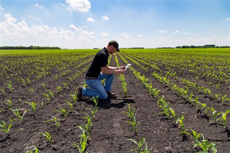 How Far Apart to Plant Corn? » Top Spacing Tips