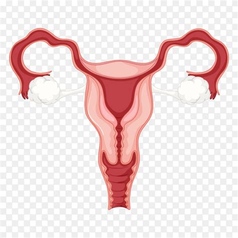 Female reproductive system Clipart PNG - Similar PNG