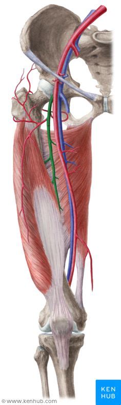 SFA (Superficial Femoral Artery) | Artery anatomy, Arteries, Circulatory system