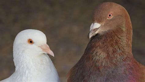 King Pigeon Breed Spotlight – Pigeonpedia