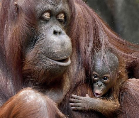 Animals born in Chicago zoos represent more than conserving cuteness - RedEye Chicago