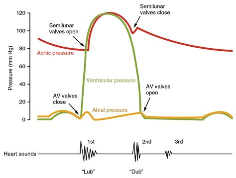 Heart Sounds – Origin, Timing and Murmurs | Medical Library