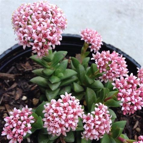 Crassula Springtime | Cacti and succulents, Succulents, Cactus and succulents