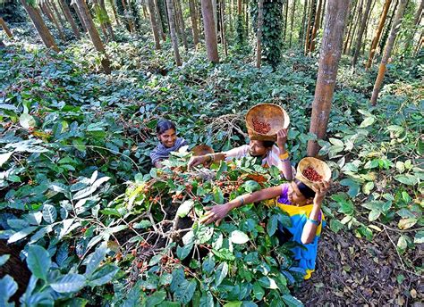 Araku Valley tribal coffee farmers reap rich dividends from Walmart ...