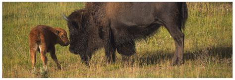 Spring Wildlife Watching in Yellowstone National Park