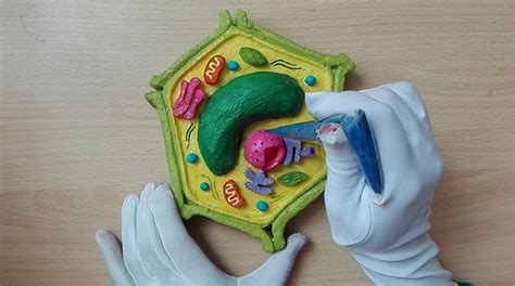 Plant Cell 3d Model Clay