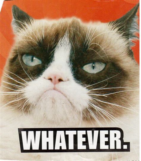 Grumpy Cat - Whatever | Funny grumpy cat memes, Grumpy cat, Cat quotes ...