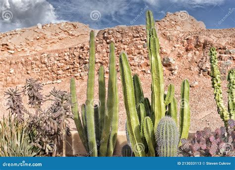 A Xeriscape Cactus Garden, a Style of Landscape Design Requiring Little or No Irrigation or ...