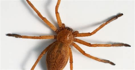 Man finds nest full of spiders on the inside of his car door in skin ...