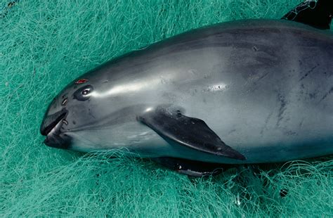 Before Vaquitas Vanish, a Desperate Bid to Save Them - The New York Times