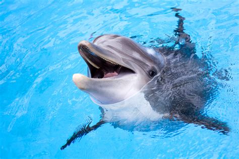 Is Swimming With Dolphins Ethical? | The Planet Edit