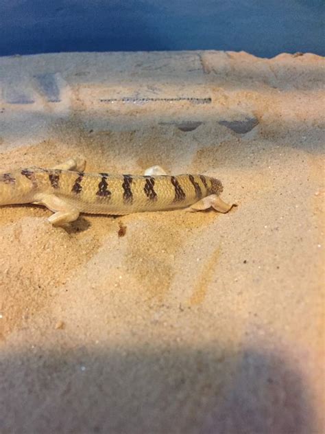 Sandfish Skink | Wiki | Reptiles Amino