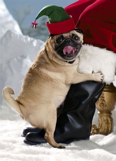 1000+ images about PUG CHRISTMAS CARDS on Pinterest | Merry christmas ...