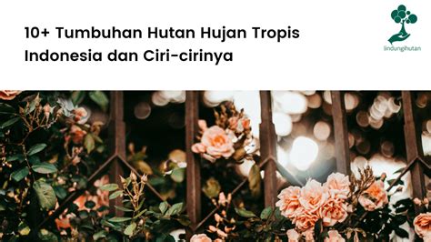 10+ Tumbuhan Hutan Hujan Tropis Indonesia dan Ciri-cirinya