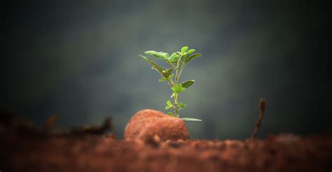 5 possible solutions to soil degradation - Positive News - Positive News