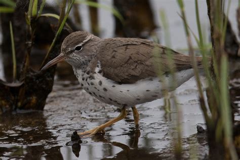 Joe Pender Wildlife Photography: Spotted Sandpiper