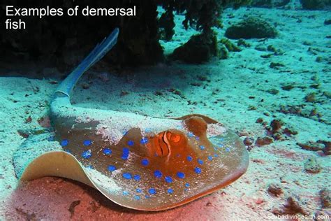 Difference between pelagic and demersal fish (Pelagic & demersal zone)