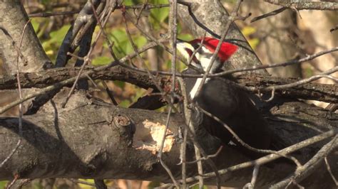 Red Headed Pileated Woodpecker