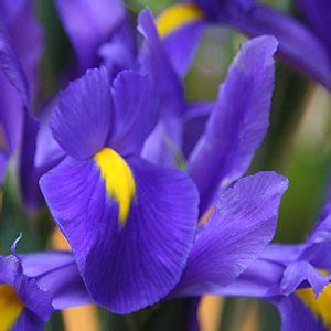 Dutch Iris Bulbs : Varieties for sale, Planting and Care.