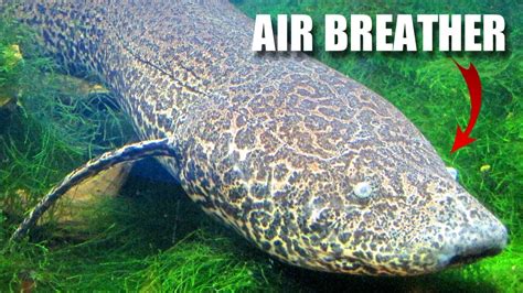 Lungfish Facts: an AIR-BREATHING Fish 🐟 Animal Fact Files - YouTube