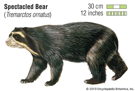 Spectacled bear | Diet, Habitat, & Facts | Britannica