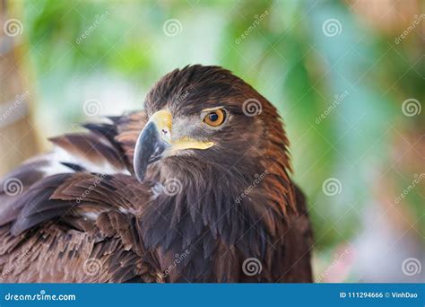 Portrait of Golden Eagle Close Up. Eagle Head Stock Photo - Image of ...