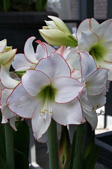 17 of the Best Amaryllis Varieties | Gardener’s Path