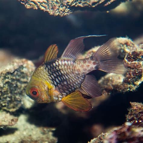 ORA® Captive-Bred Pajama Cardinalfish | ubicaciondepersonas.cdmx.gob.mx