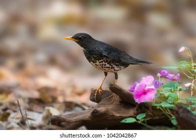 Rare Migratory Bird Thrush Standing On Stock Photo 1042042867 ...