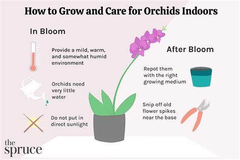 Orchid: Plant Care & Growing Guide