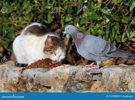 Feral Cat and Pigeon Feeding. Majorca, Palma Nova, Spain Stock Image ...