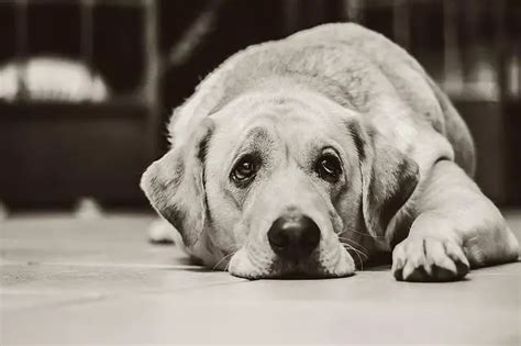 Is My Dog Depressed? 11 Possible Reasons