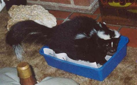 Pet Skunks | Skunk pet, What cats can eat, Pet hacks