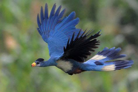 17 Turaco ideas in 2021 | birds, bird, animals