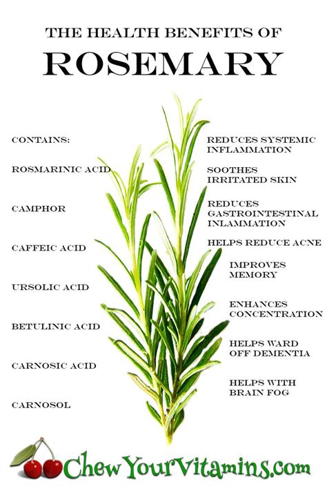 The Health Benefits of Rosemary | Rosemary health benefits, Herbs for health, Healing herbs