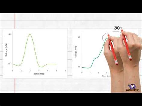 Mechanism of Action of Batrachotoxin - YouTube